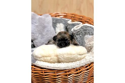 成約済の埼玉県のペキニーズ-106178の4枚目