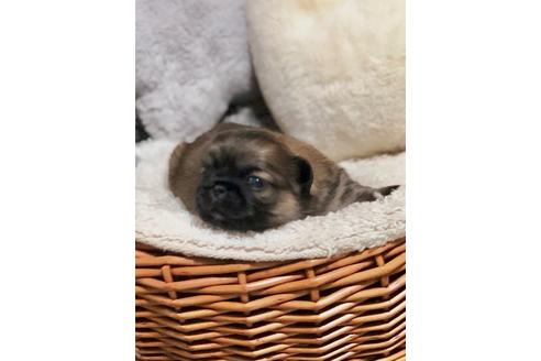 成約済の埼玉県のペキニーズ-106178の3枚目