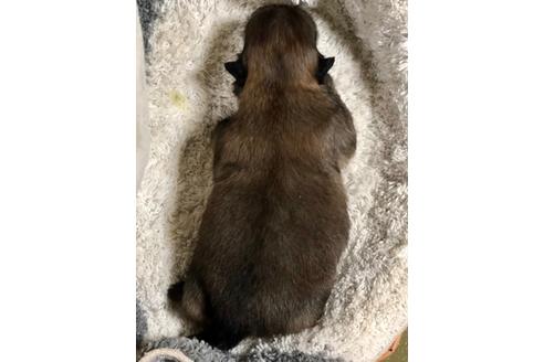 成約済の埼玉県のペキニーズ-106178の2枚目