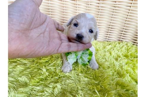 成約済の秋田県のマルプー:マルチーズ×トイプードル-106845の10枚目