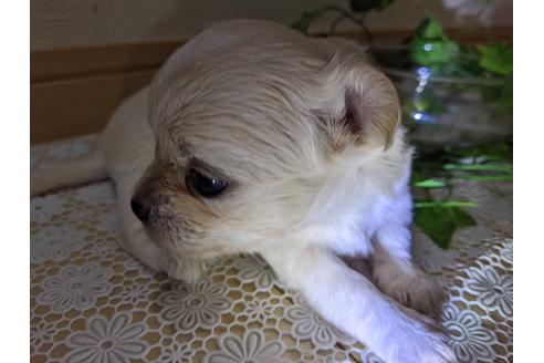 成約済の広島県のチワワ(ロングコート)-106676の19枚目