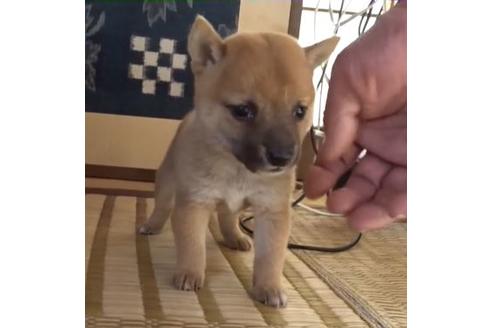 成約済の佐賀県の豆柴-107583