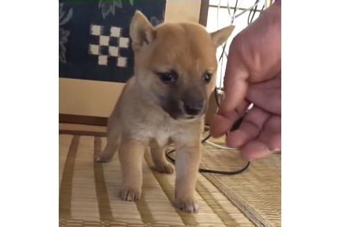 成約済の佐賀県の豆柴-107583の1枚目