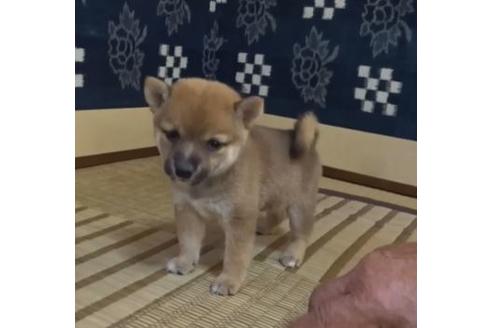 成約済の佐賀県の豆柴-107584