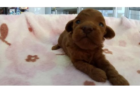 成約済の愛知県のトイプードル-106365の1枚目