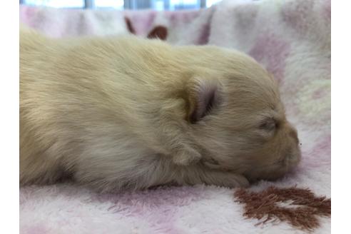 成約済の愛知県のポメラニアン-107063の6枚目