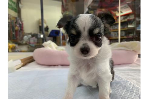 成約済の京都府のチワワ(ロングコート)-107603の1枚目