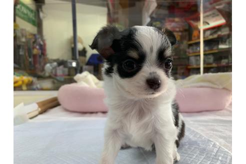 成約済の京都府のチワワ(ロングコート)-107603の6枚目