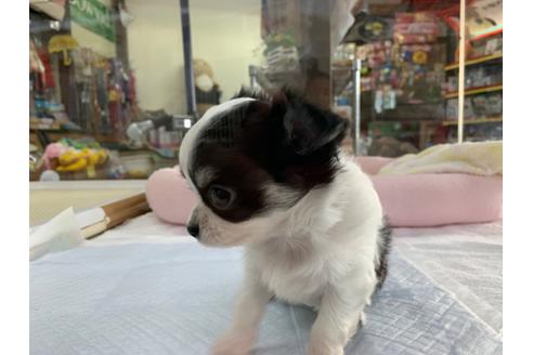 成約済の京都府のチワワ(ロングコート)-107603の5枚目