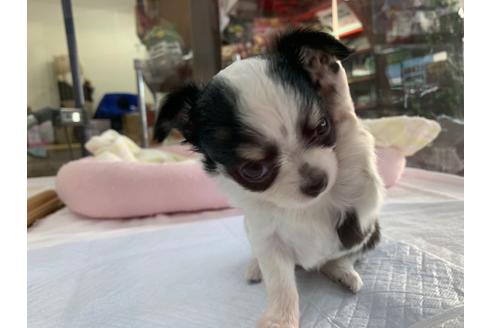 成約済の京都府のチワワ(ロングコート)-107603の3枚目