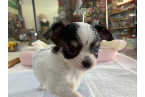 成約済の京都府のチワワ(ロングコート)-107603の2枚目