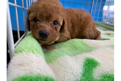 成約済の愛媛県のトイプードル-107606の1枚目