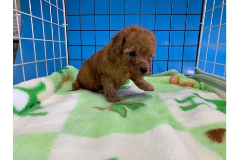 成約済の愛媛県のトイプードル-107606の3枚目