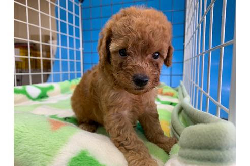 成約済の愛媛県のトイプードル-107606の2枚目