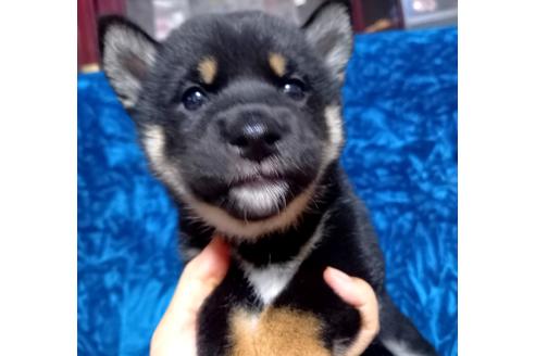 成約済の沖縄県の柴犬-107132の1枚目