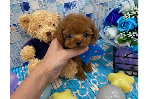 成約済の香川県のティーカッププードル-107624の1枚目