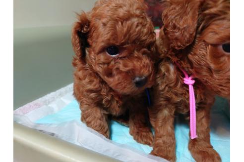 北海道でトイプードルの子犬を探す ブリーダーナビ