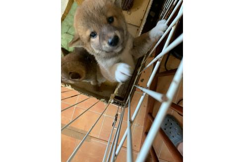 成約済の福井県の豆柴-107585の4枚目