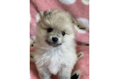 成約済の大阪府のポメラニアン-107719の1枚目