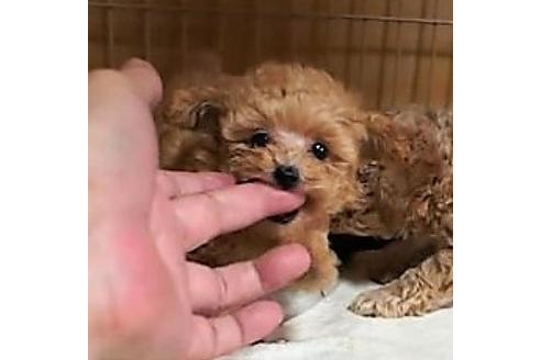 成約済の大阪府のトイプードル-107727の4枚目