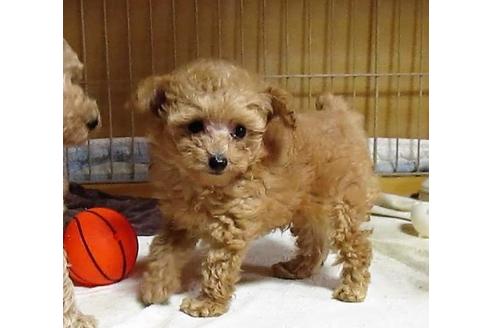 成約済の大阪府のトイプードル-107727の3枚目
