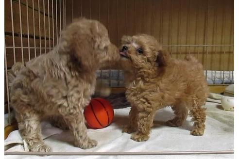 成約済の大阪府のトイプードル-107727の2枚目