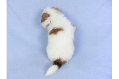 成約済の千葉県のパピヨン-106302の7枚目
