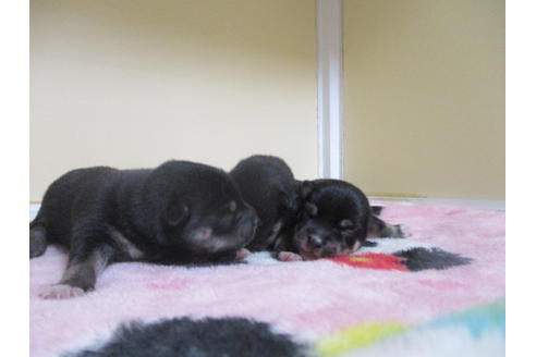 成約済の岡山県の豆柴-107744の2枚目