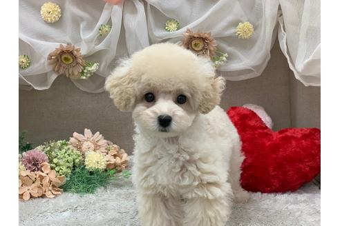 成約済の三重県のティーカッププードル-107748の2枚目