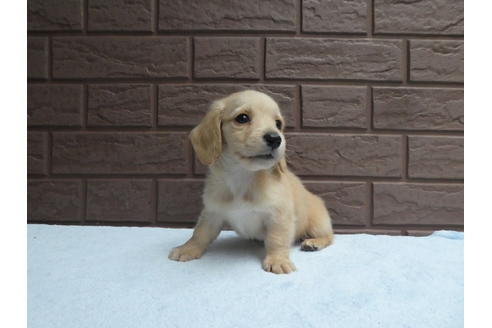 成約済の埼玉県のミニチュアダックスフンド(ロングヘアード)-107755の1枚目