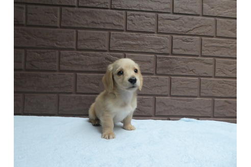 成約済の埼玉県のミニチュアダックスフンド(ロングヘアード)-107755の3枚目