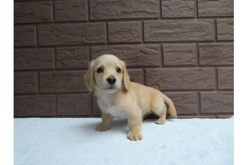 成約済の埼玉県のミニチュアダックスフンド(ロングヘアード)-107755の2枚目