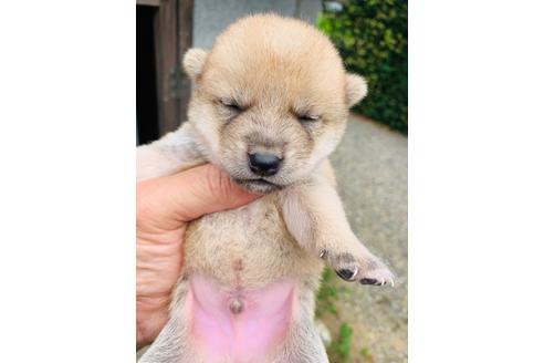 成約済の茨城県の柴犬-107769の1枚目