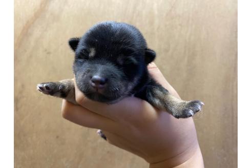 成約済の山梨県の豆柴-107799の1枚目