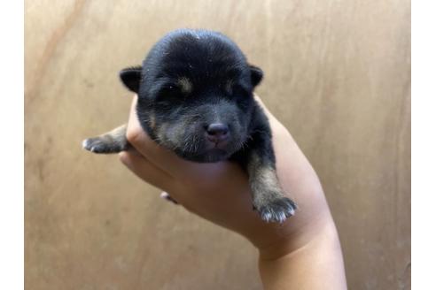 成約済の山梨県の豆柴-107799の2枚目