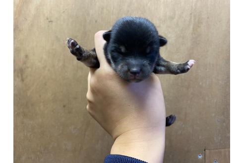 成約済の山梨県の豆柴-107800の13枚目