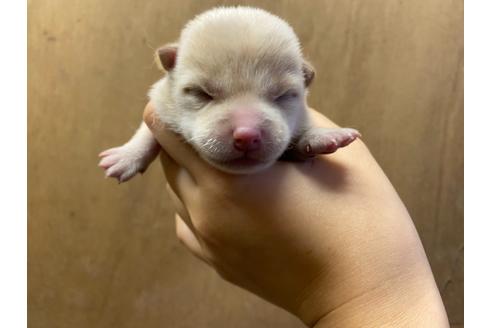 成約済の山梨県の豆柴-107801の9枚目