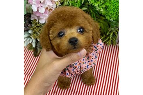 子犬