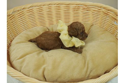 成約済の埼玉県のトイプードル-107816の5枚目