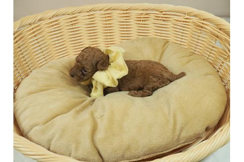 成約済の埼玉県のトイプードル-107816の4枚目