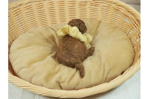 成約済の埼玉県のトイプードル-107816の3枚目