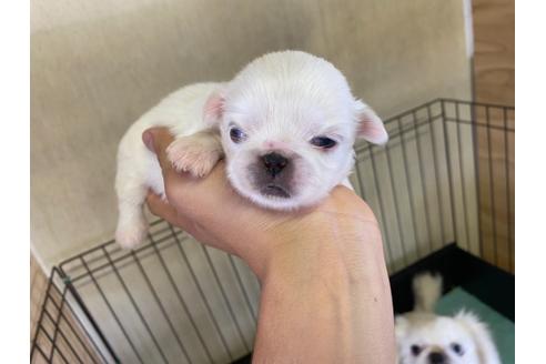 成約済の栃木県のペキニーズ-107819の7枚目