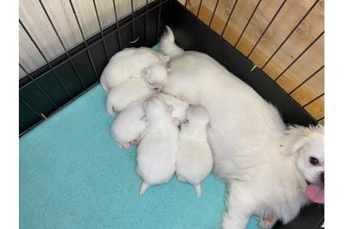 成約済の栃木県のペキニーズ-107829の17枚目
