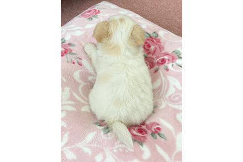 成約済の香川県のチワワ(ロングコート)-107079の4枚目