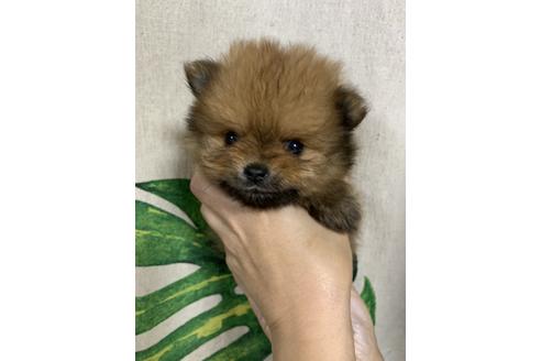 成約済の神奈川県のポメラニアン-107849