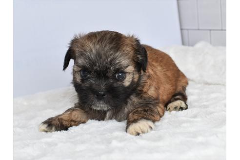 成約済の愛知県のミックス犬-105955の4枚目