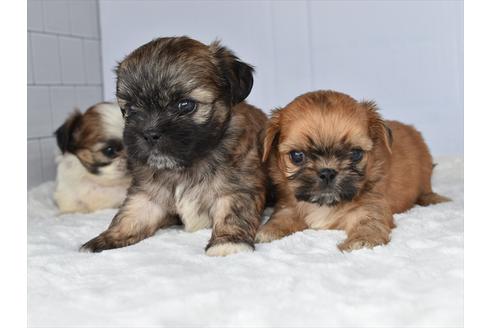 成約済の愛知県のミックス犬-105955の3枚目