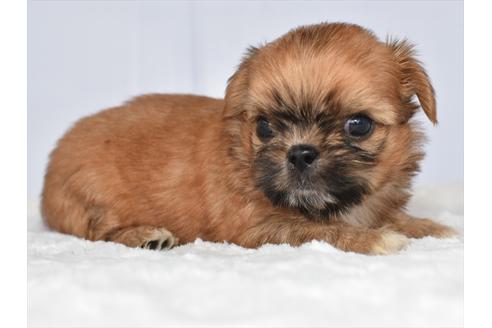 成約済の愛知県のミックス犬-104768の1枚目