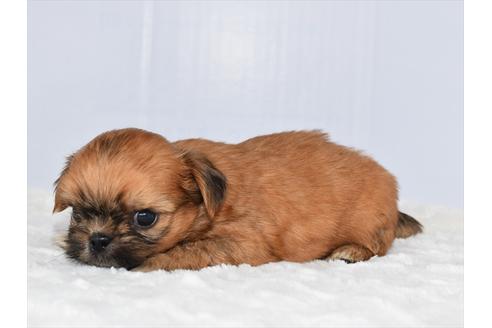 成約済の愛知県のミックス犬-104768の5枚目