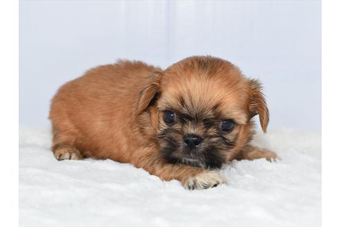 成約済の愛知県のミックス犬-104768の4枚目